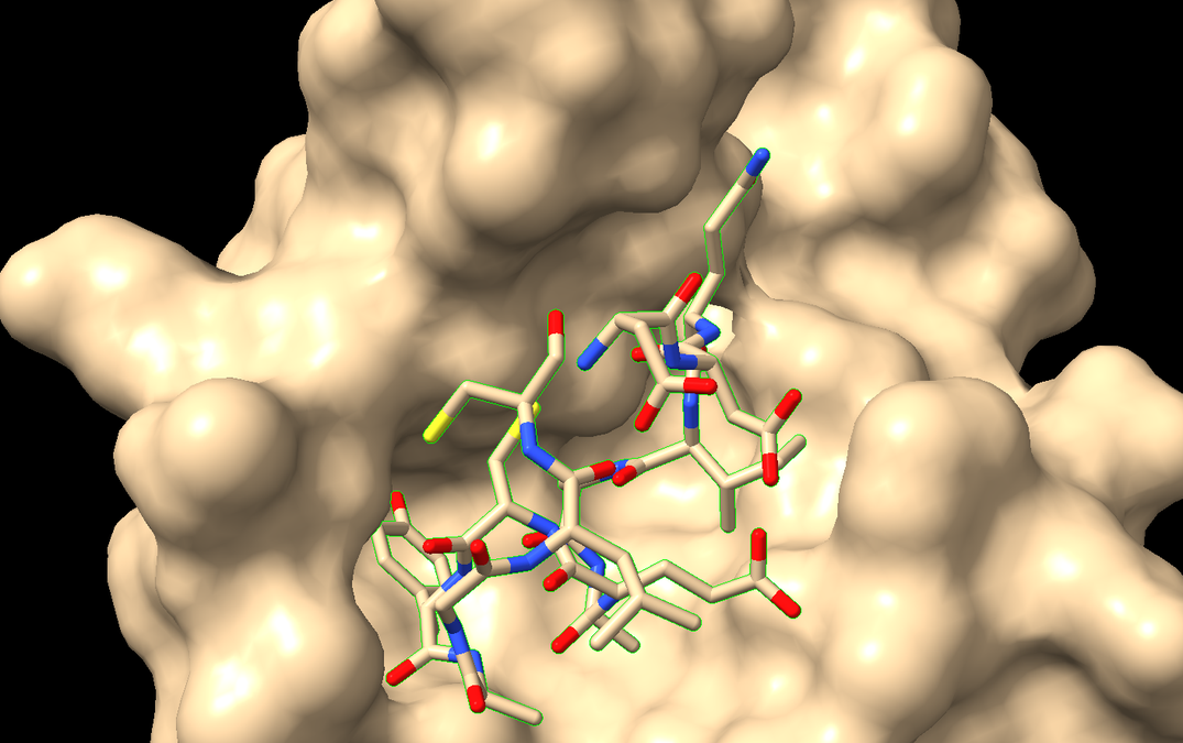 cyclic peptide binder design pipeline